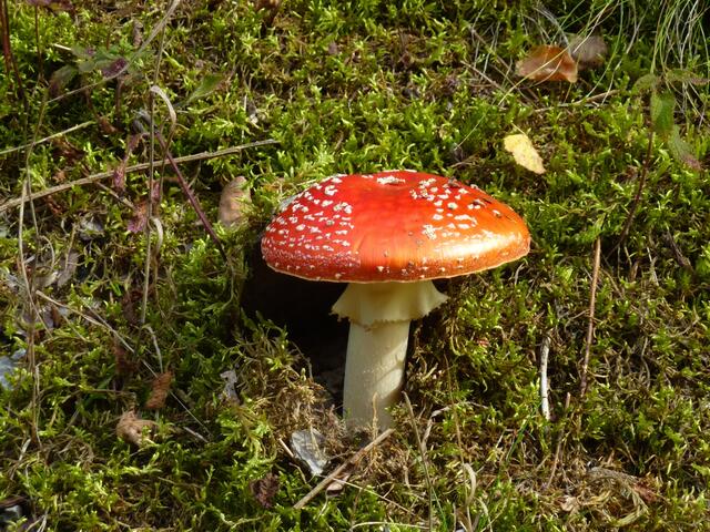 Er leuchtete am Wegesrand.