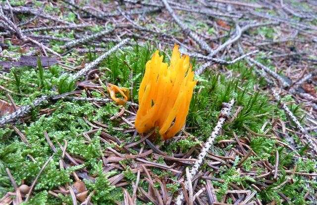 Das könnte auch ein Pilz sein.