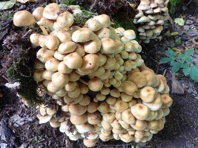 Pilztrauben am Wegesrand (Offizierspfad bei Tholey)