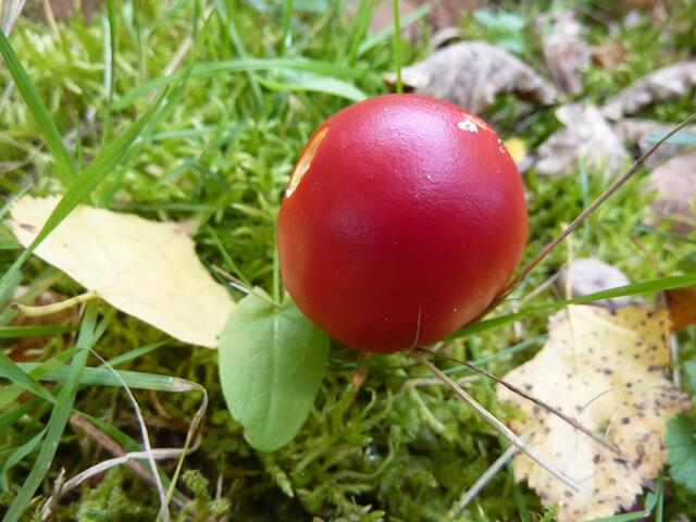 Er will noch ein stattlicher Fliegenpilz werden.