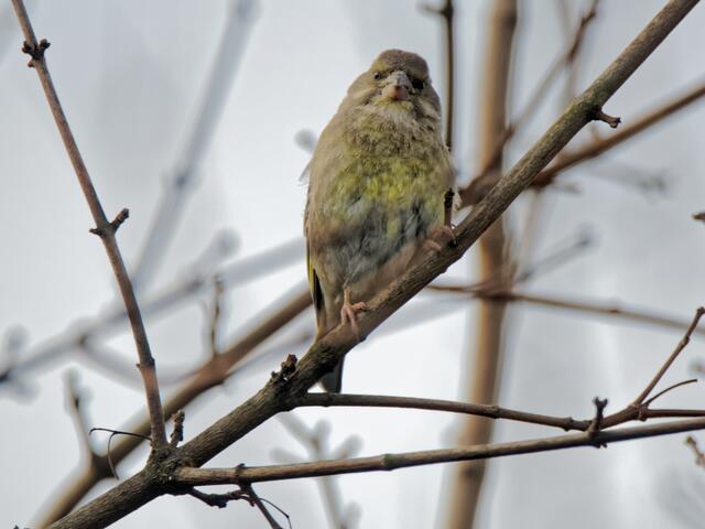 °°Oh, unser Futtermeister! Was macht der denn da, mit dieser langen Röhre!°°
