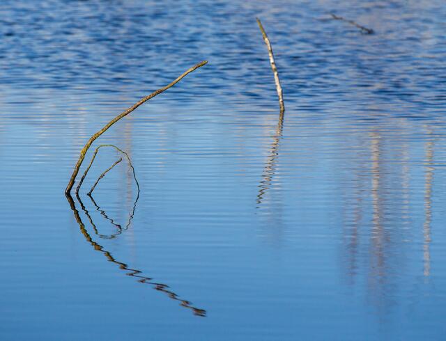 Spiegelung im Moor