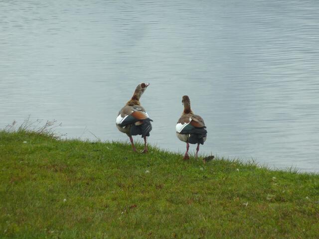 Jetzt sind die anderen schon fast am anderen Ufer.