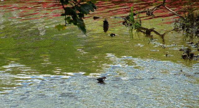 Wasseramsel