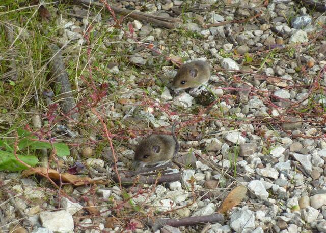 Eine Mäusepaar auf Futtersuche