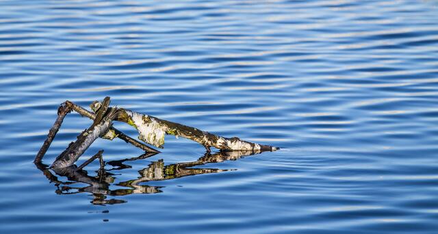 Birkenholz im Wasser