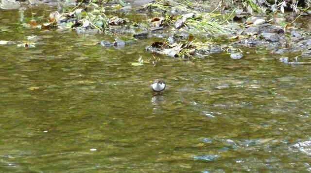 Wasseramsel