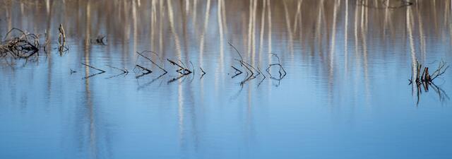 Zweige im Moorwasser