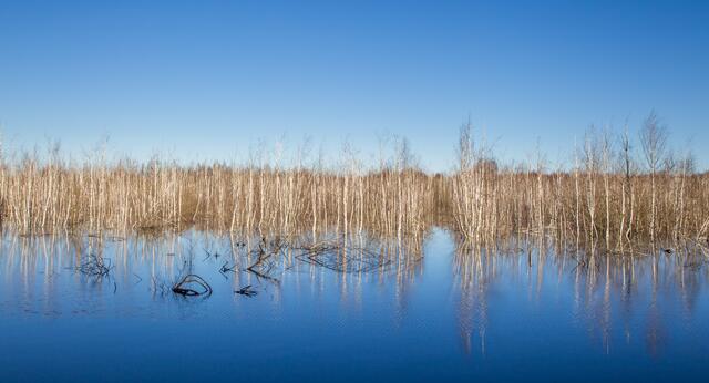 Birkenwald im Moorwasser