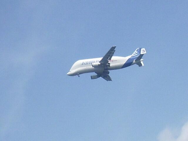 Beluga von Airbus