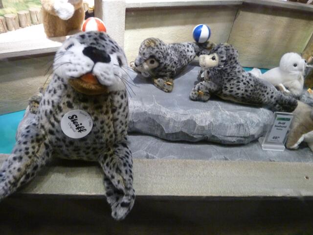 Hier liegen viele Robben auf der faulen Haut.