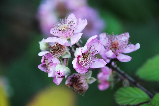 Brombeerblüten...