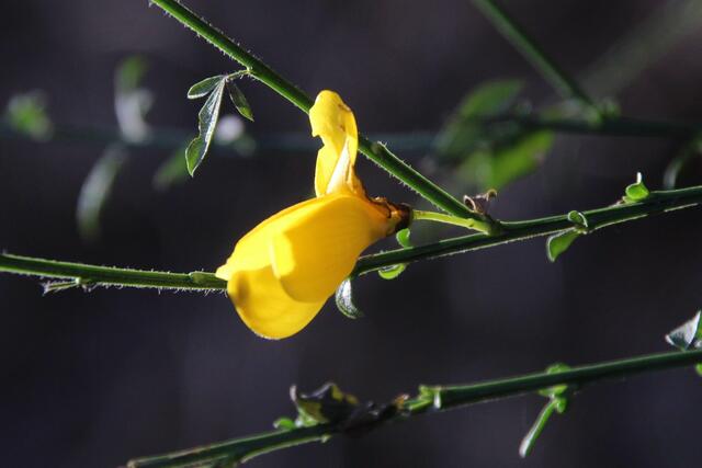 ... eine vereinzelte Ginsterblüte