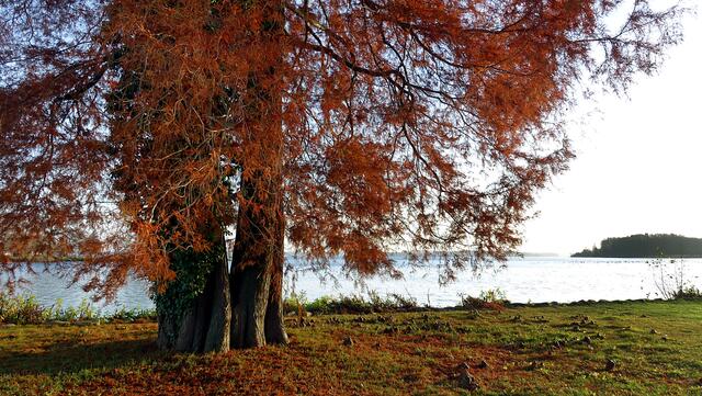 Die uralte Sumpfzypresse wächst unmittelbar am Ufer des Schweriner Sees. Foto: Helmut Kuzina