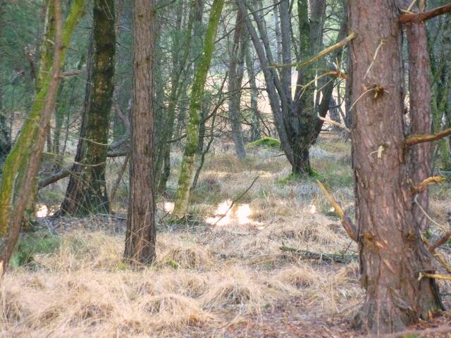 Ein Blick ins Helstorfer Moor