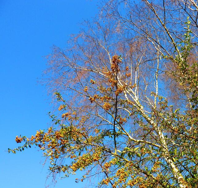 Leuchtender Feuerdorn vor azurblauem Himmel