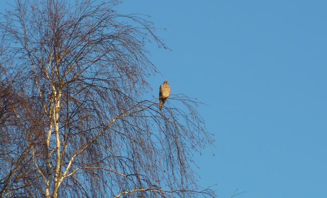 Ein Greifvogel genießt die Sonne.