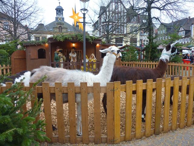 Krippe und Lamas