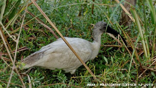 Weißer Ibis stochert im Gras nach Nahrung. Ernährt sich u.a. auch von Schlangen.