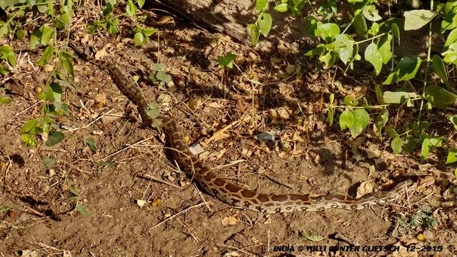 Ein junger Python  (ca 100 cm  lang) wärmt sich in der Vormittagssonne