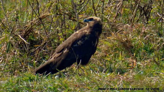 Honig - BUssard