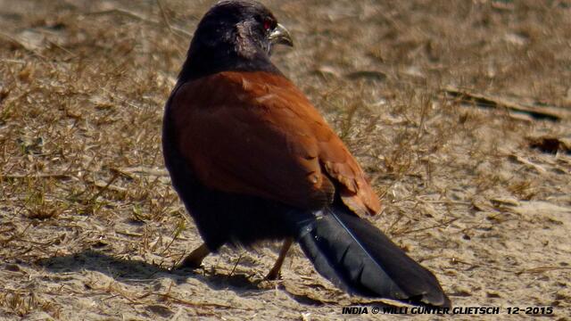 Coucal (Heckenkuckuck)