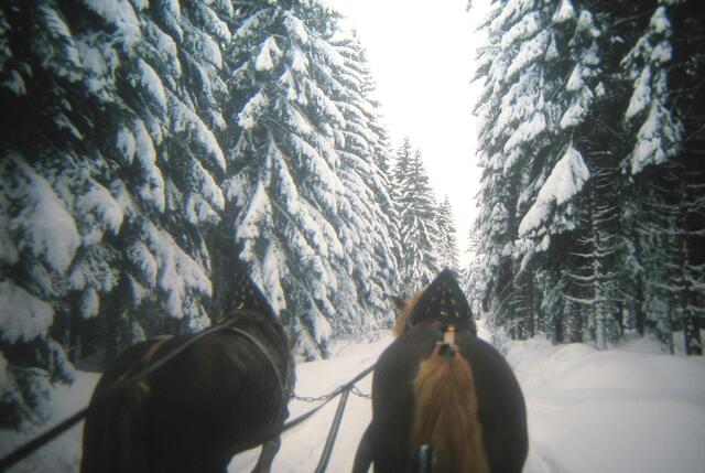 Auf der Suche nach dem Bärwurz zu Weihnachten im Bayerwald