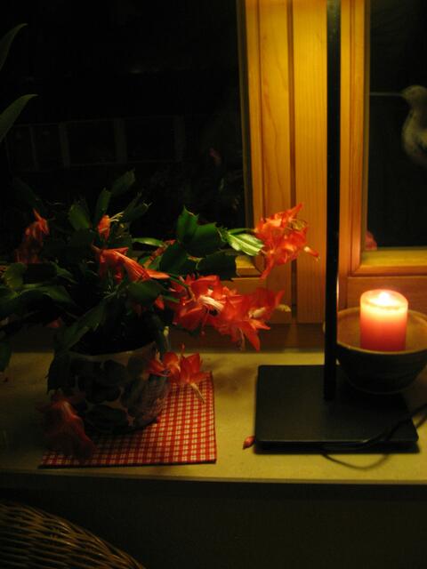 Weihnachtskaktus im Kerzenlicht.