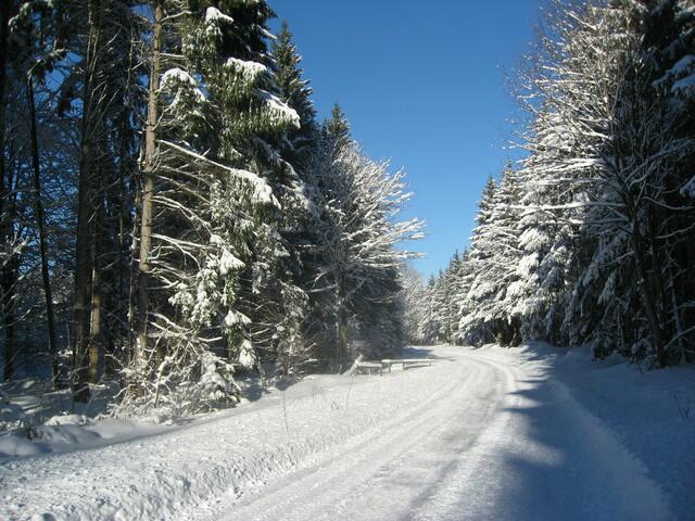 Weihnachts - Winterwald mit blauem Sommerhimmel; 2013.