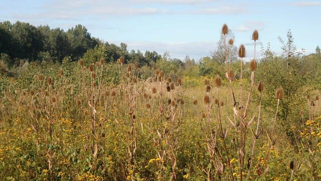 Im Bereich des ehemaligen Restlochs 1 hat sich eine vielfältige Natur entwickelt.