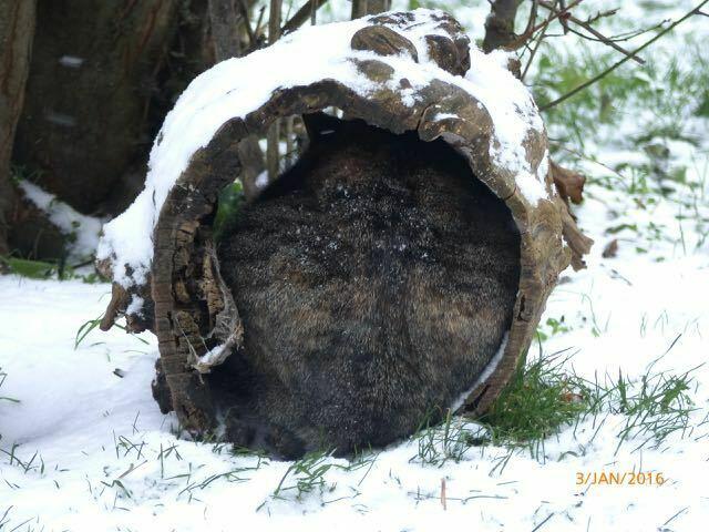 Die Katze hat sich in dem holen Baumstumpen ganz kurz gemacht und geht daher mit dem dicken Winterpelz ziemlich in die Breite - aber so bleibt sie fast trocken ;-)