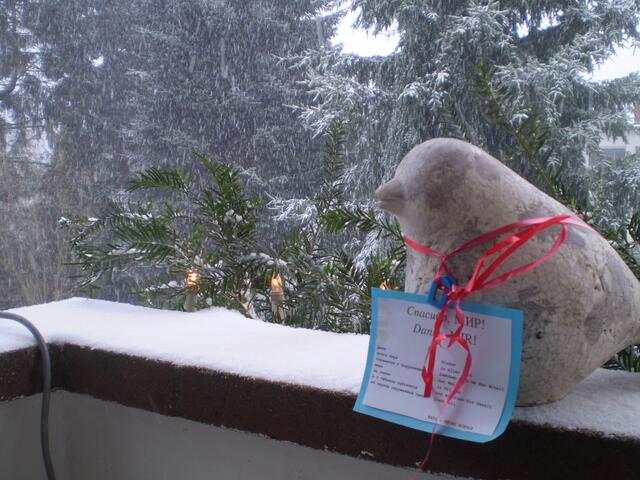 Bremen, 3. Januar 2016: Schultaube im Schnee