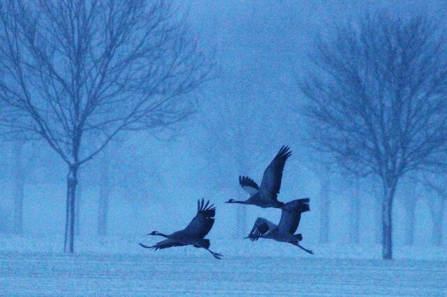 Bei einem Spaziergang im Marbecktal bei Korbach heute früh konnten wir diese Kranichfamilie beobachten. Die drei Vögel hatten auf einem abgeernteten Feld gerastet und flogen auf, als wir näher kamen. Leider ist die Qualität des Fotos durch das Schneetreiben nicht so besonders...