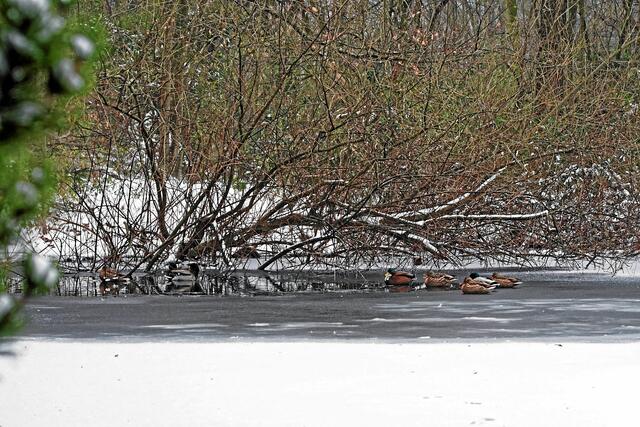 Beim Weggang entdeckt der Fotograf  am Teichrand gerade noch einen Standort, um mit der minimalen Brennweite des Zoomobjektives die offene Wasserstelle  im Überblick zu zeigen. Hoffentlich macht den Enten heute Nacht der Eisregen nicht zu sehr zu schaffen!