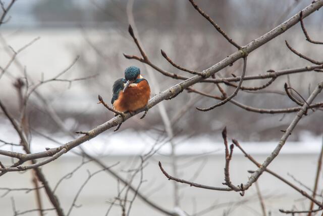 Eisvogelweibchen | Foto: SCHWARZE-art-PHOTOGRAPHIE