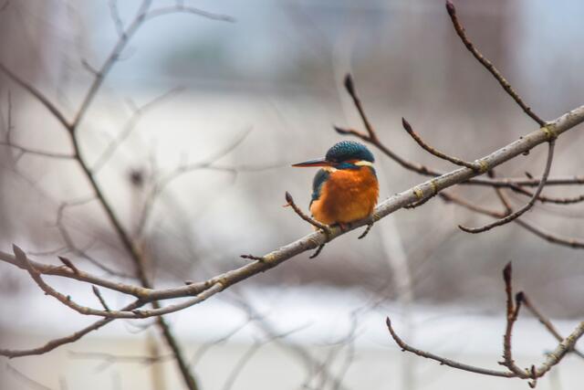 Eisvogelweibchen | Foto: SCHWARZE-art-PHOTOGRAPHIE