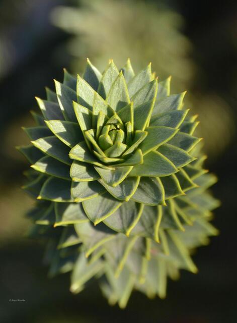 Die Andentanne (Araucaria araucana) stammt ursprünglich aus Chile (Foto: Katja Woidtke)