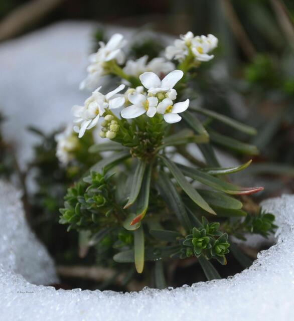 Die Schleifenblume gehört zu den winterharten Bodendeckern - Iberis-Hybride "Winterzauber" (Foto: Katja Woidtke)