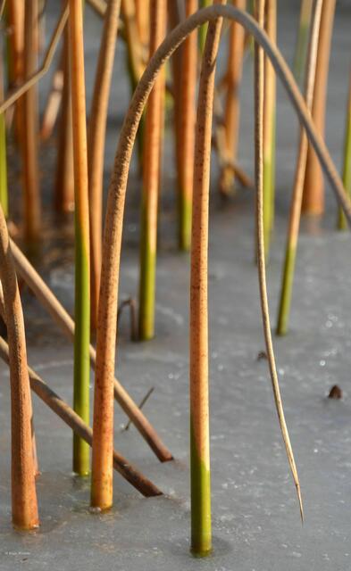 Winterliche Impressionen aus dem Berggarten Herrenhausen (Foto: Katja Woidtke)