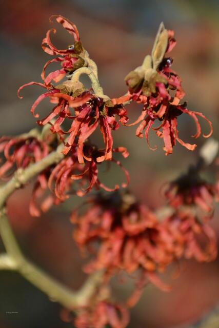 Rote Blütenpracht der Zaubernuss - Hamamelis intermedia "Diane" (Foto: Katja Woidtke)