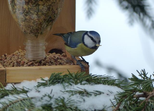 Auch die Blaumeise hat sich schnell ein Fettfutterflöckchen geschnappt.