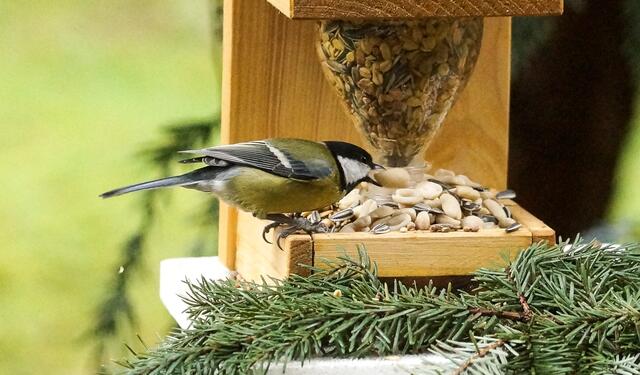 Meine Lieblingsspeise habe ich schon gefunden! Die anderen Vögel können ruhig kommen. Im Moment liegt hier noch genug Futter für viele hungrige Schnäbel.