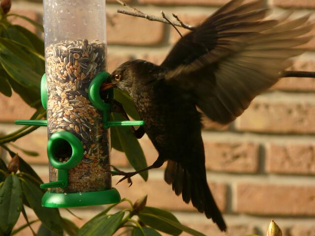 Dieses Amsel war eine Spezialistin. Sie bediente sich stets erfolgreich an der Futtersäule. Entweder pickte sie die gewünschten Körnchen direkt heraus oder sie warf bei einem Anflug etliche auf den Erdboden und sammelte sie anschließend auf. Sie klammerte sich an die "Bullaugen" oder fand Halt an den Sitzstangen.