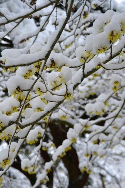 Zaubernuss im Winterkleid (Foto: Katja Woidtke)