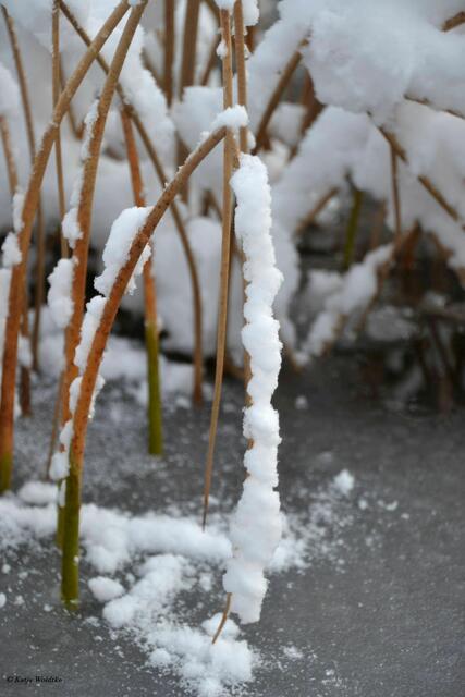 In Watte gepackt - Berggarten Herrenhausen (Foto: Katja Woidtke)