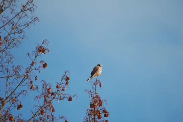 Bussard