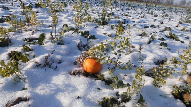 ein seltene Züchtung- Orange im Schnee