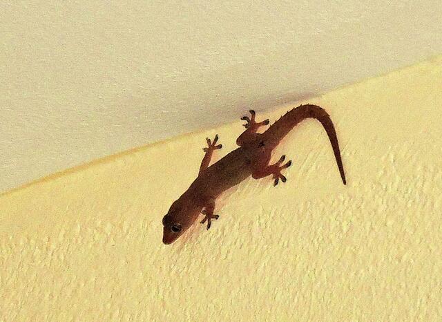 Einer unser nächtlichen Mitbewohner !