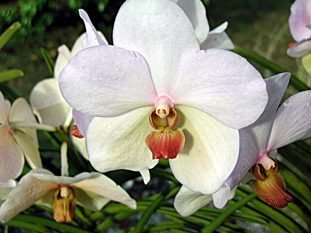 04.01.2003 Barbados. Orchideen Welt