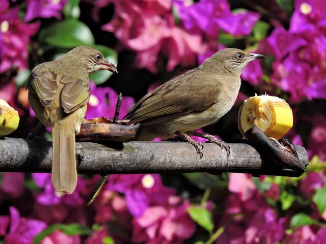 "Frühstücksfernsehen" - wer kennt sie !         -es  sind Blaufordbülbül
